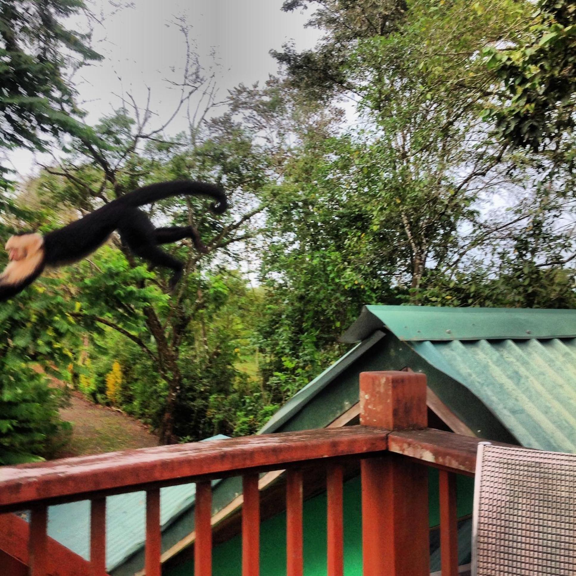Chosa Manglar Suites & Cabins Puerto Jiménez Zewnętrze zdjęcie